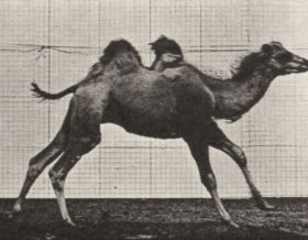 Plate 740 Bactrian camel galloping — figure reference